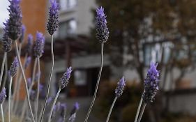 Hotel Gramado Interlaken